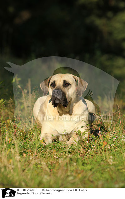 liegender Dogo Canario / KL-14686