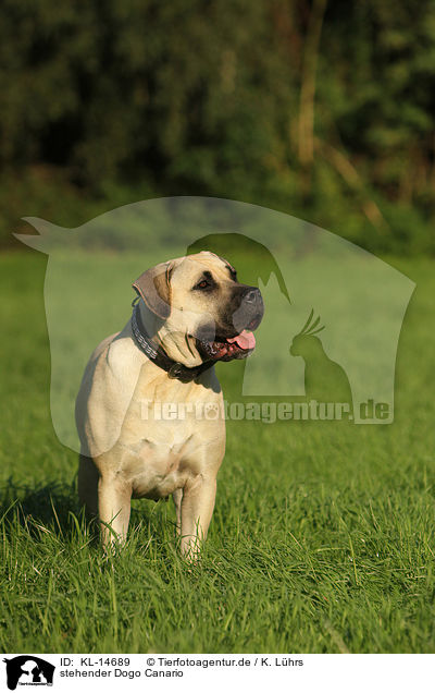 stehender Dogo Canario / KL-14689