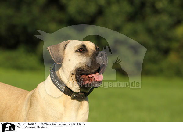 Dogo Canario Portrait / KL-14693