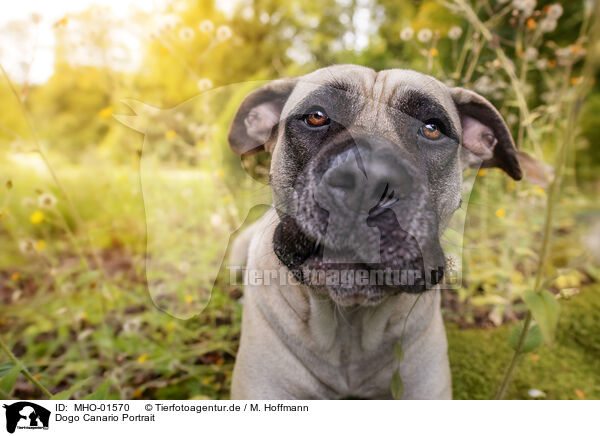 Dogo Canario Portrait / MHO-01570