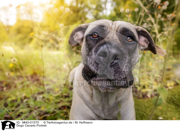 Dogo Canario Portrait / Dogo Canario Portrait / MHO-01570