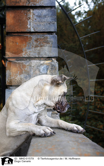 Dogo Canario / MHO-01579