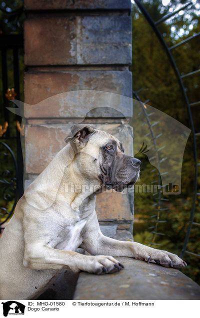 Dogo Canario / MHO-01580