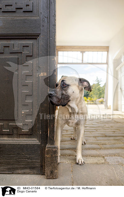 Dogo Canario / MHO-01584