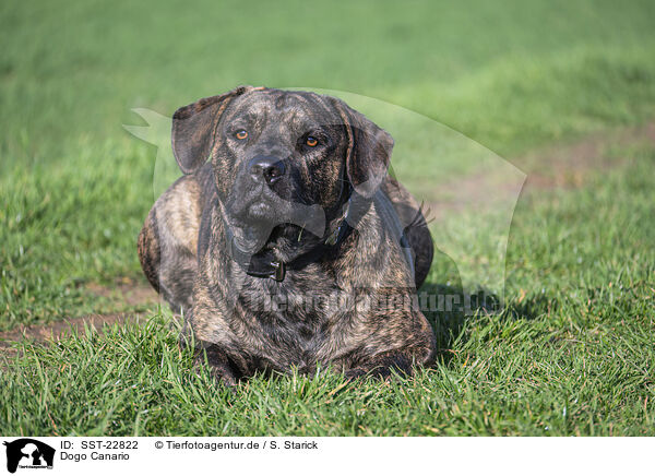 Dogo Canario / Dogo Canario / SST-22822