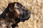 Dogo Canario Portrait