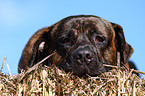 Dogo Canario Portrait