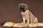 Dogo Canario Welpe