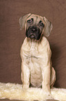 Dogo Canario Welpe