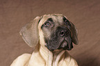 Dogo Canario Welpe