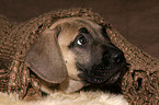 Dogo Canario Welpe