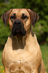 Dogo Canario Portrait