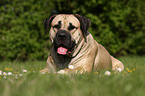 liegender Dogo Canario