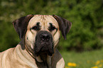 Dogo Canario Portrait