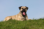 liegender Dogo Canario