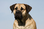 Dogo Canario Portrait