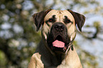 Dogo Canario Portrait