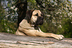 Dogo Canario