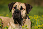 Dogo Canario Portrait