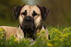 Dogo Canario Portrait