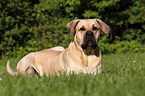 Dogo Canario