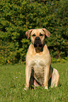 Dogo Canario