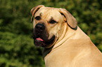 Dogo Canario Portrait