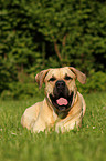 Dogo Canario