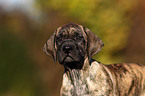 Dogo Canario Welpe