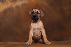 Dogo Canario Welpe