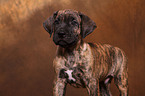 Dogo Canario Welpe