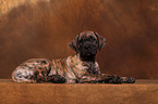 Dogo Canario Welpe