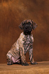 Dogo Canario Welpe