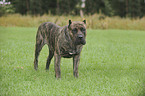 Dogo Canario