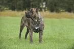 Dogo Canario