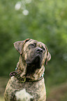 Dogo Canario Portrait