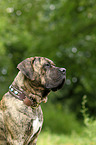 Dogo Canario Portrait