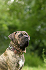 Dogo Canario Portrait