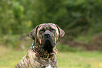 Dogo Canario Portrait