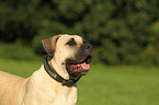 Dogo Canario Portrait