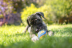 Dogo Canario Welpe