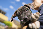 Dogo Canario Welpe