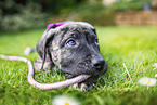 Dogo Canario Welpe