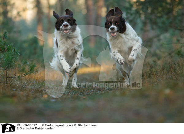 2 Drentsche Patrijshunde / KB-03697