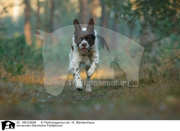 rennender Drentsche Patrijshund / running Dutch partridge dog / KB-03698