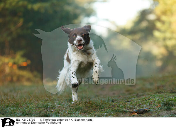 rennender Drentsche Patrijshund / running Dutch partridge dog / KB-03705