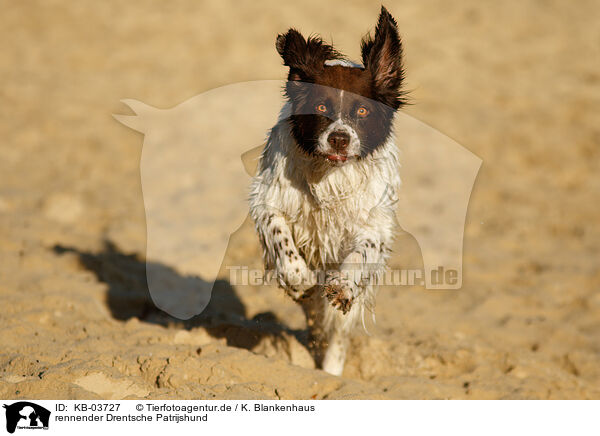 rennender Drentsche Patrijshund / KB-03727