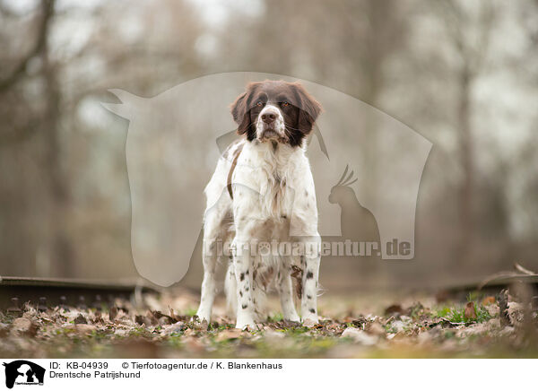 Drentsche Patrijshund / Dutch Partridge Dog / KB-04939
