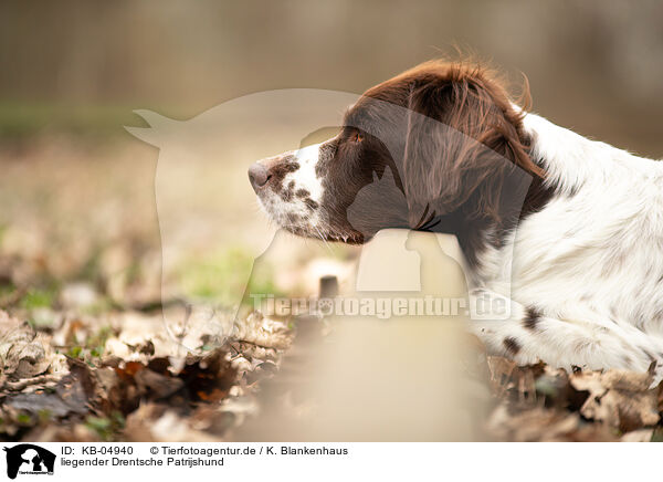 liegender Drentsche Patrijshund / lying Dutch Partridge Dog / KB-04940