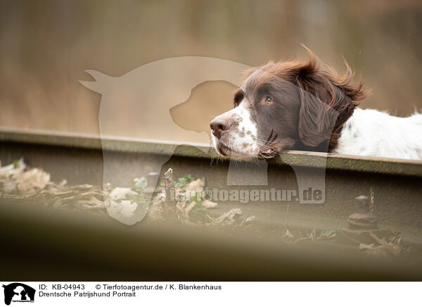 Drentsche Patrijshund Portrait / Dutch Partridge Dog Portrait / KB-04943